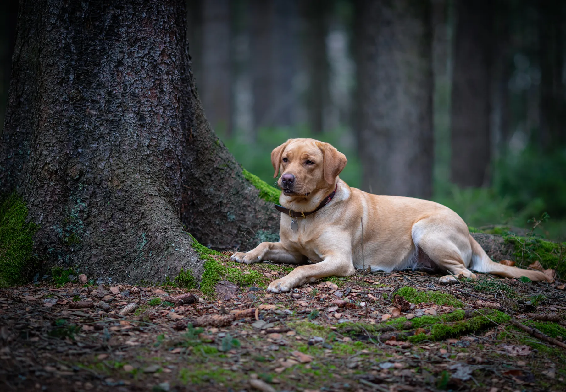 Ein gelber Labrador liegt auf dem Boden neben einem großen Baumstamm in einem Wald, umgeben von Moos und gefallenen Blättern. Der Hintergrund ist unscharf mit grünen und braunen Waldlandschaften.