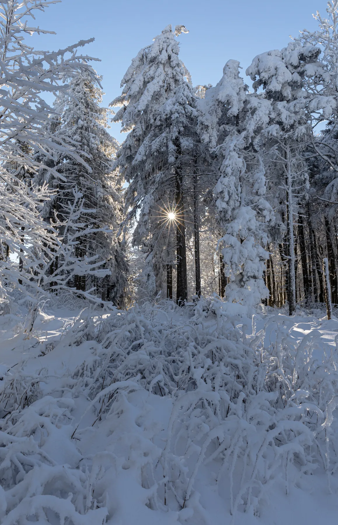 Sonnenstern zwischen schneebedeckten Baumstämmen im Winterwald