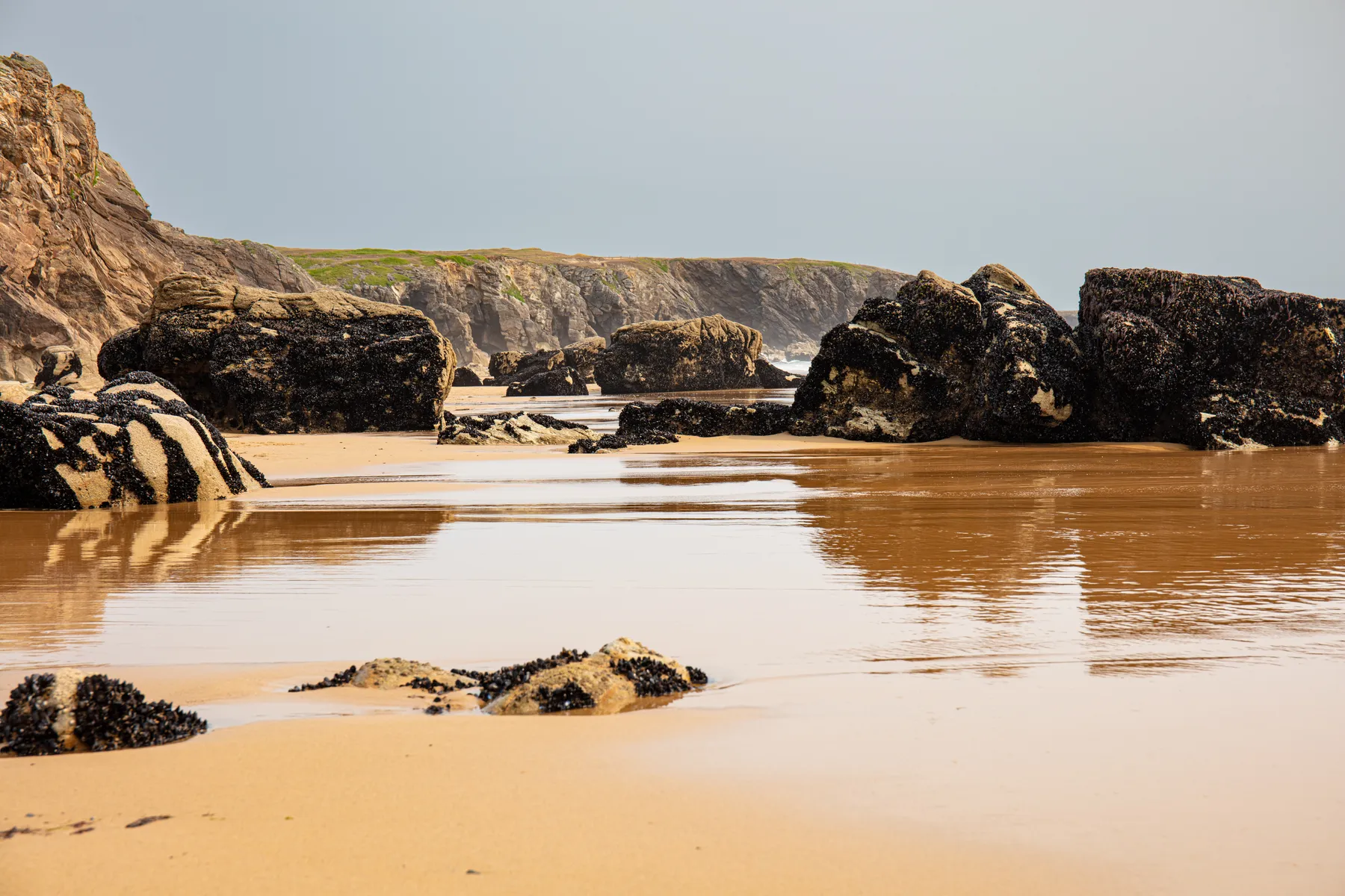 Landschaftsfotografie eines Strandabschnitts an der Küste von Quiberon mit großen Felsen welche von Muscheln übersät sind und die über den nassen, goldenen Sand verteilt sind, sanftes Meerwasser, in dem sich der Himmel spiegelt, und Klippen mit grüner Vegetation im Hintergrund unter einem klaren Himmel.