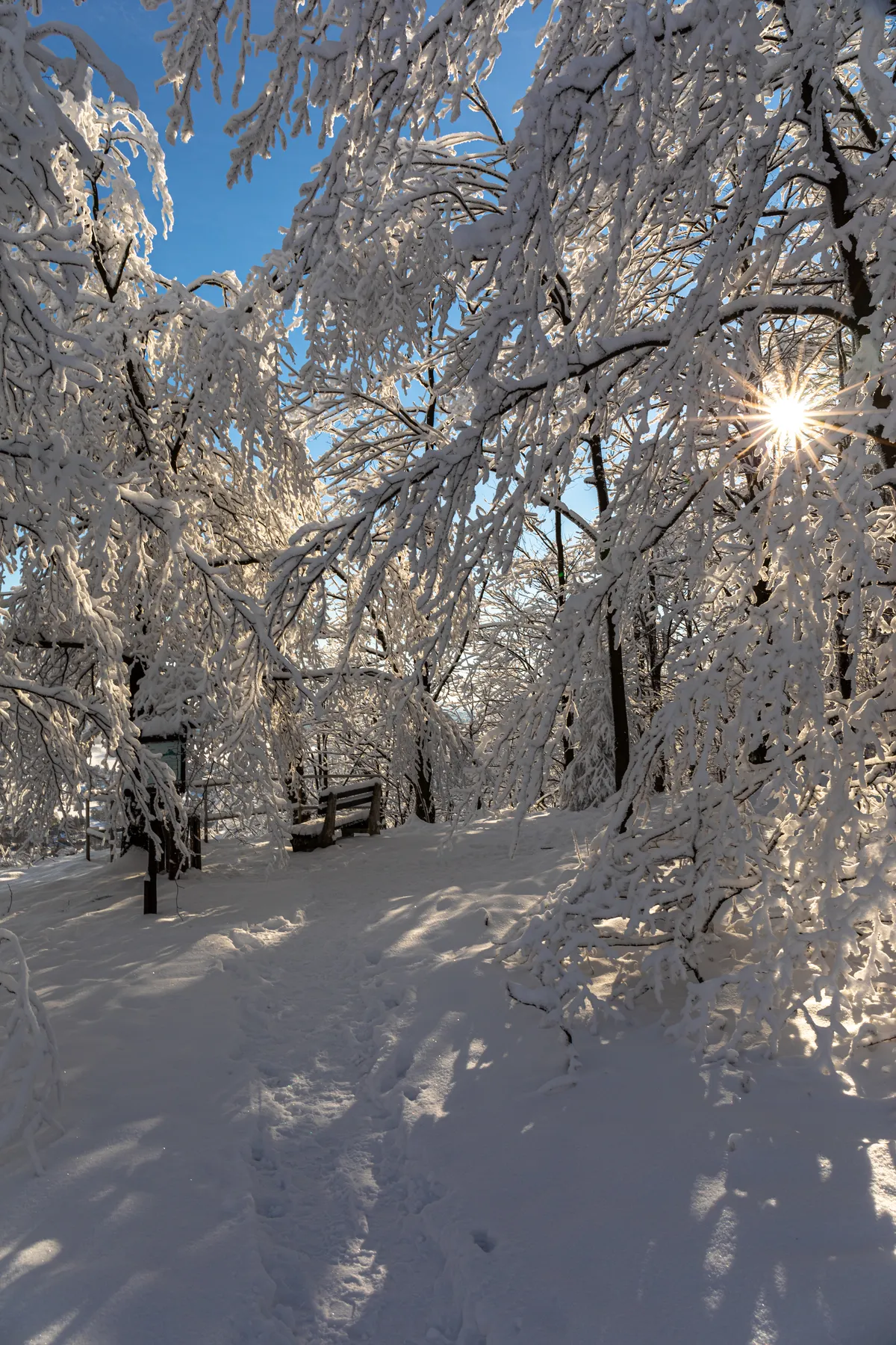 Winterlicher Waldweg mit Raureif und tief stehender Sonne im Erzgebirge