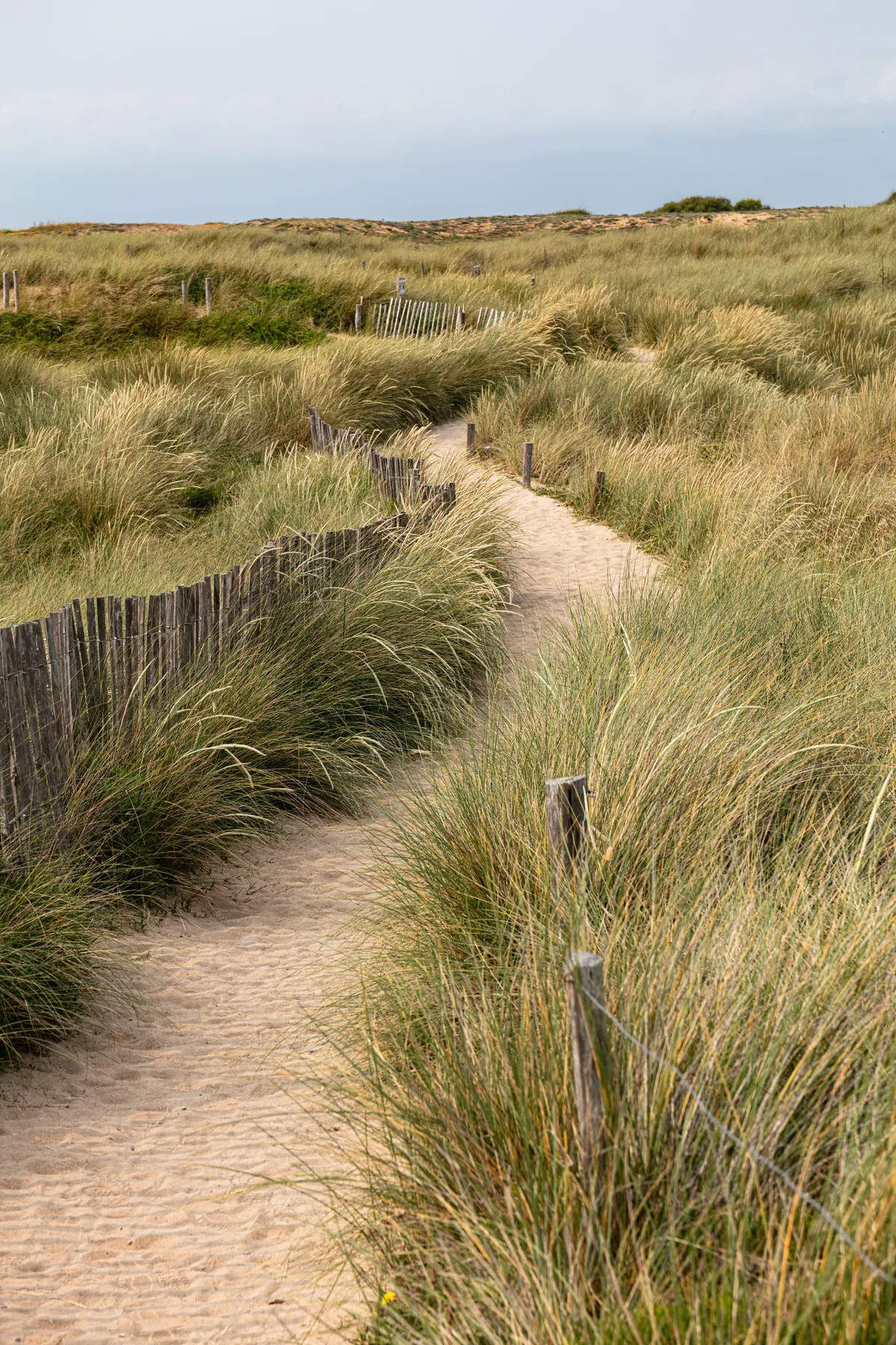 Landschaftsfotografie eines Küstenwecges in der Bretagne der von hohem Dünengras umgeben ist