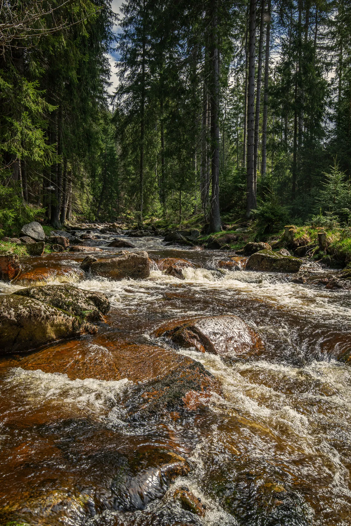 Klarer Bachlauf mit Felsen in einem dichten Wald im Erzgebirge