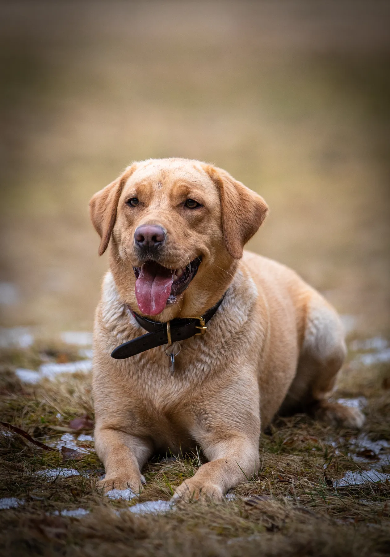 Ein gelber Labrador mit Halsband liegt auf einer Wiese mit Schneeflecken und schaut mit offenem Maul und herausgestreckter Zunge nach vorne.