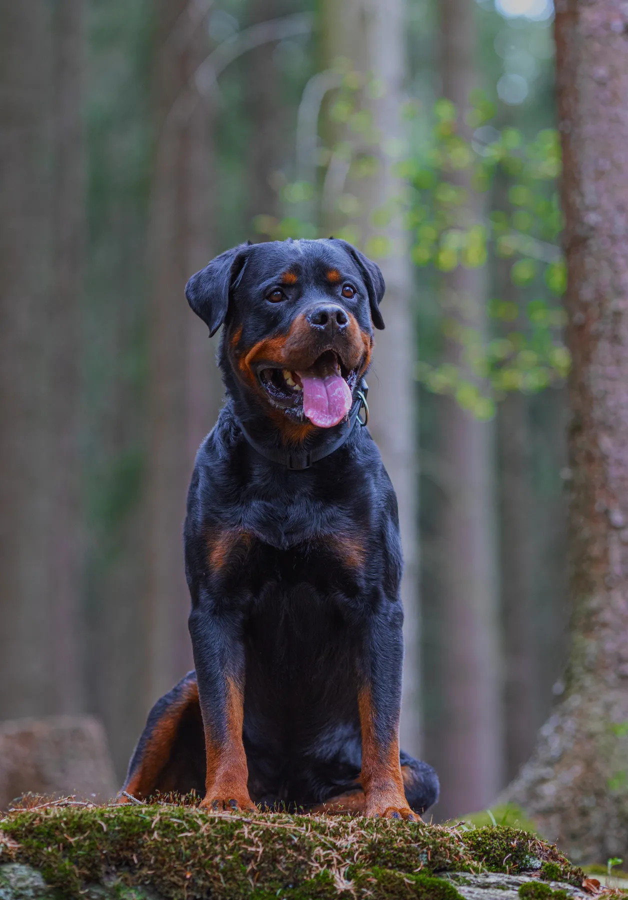 Ein Rottweiler sitzt auf moosbewachsenem Boden in einem Wald. Der Hund blickt mit offenem Maul und herausgestreckter Zunge nach vorne, während im Hintergrund hohe Bäume zu sehen sind.