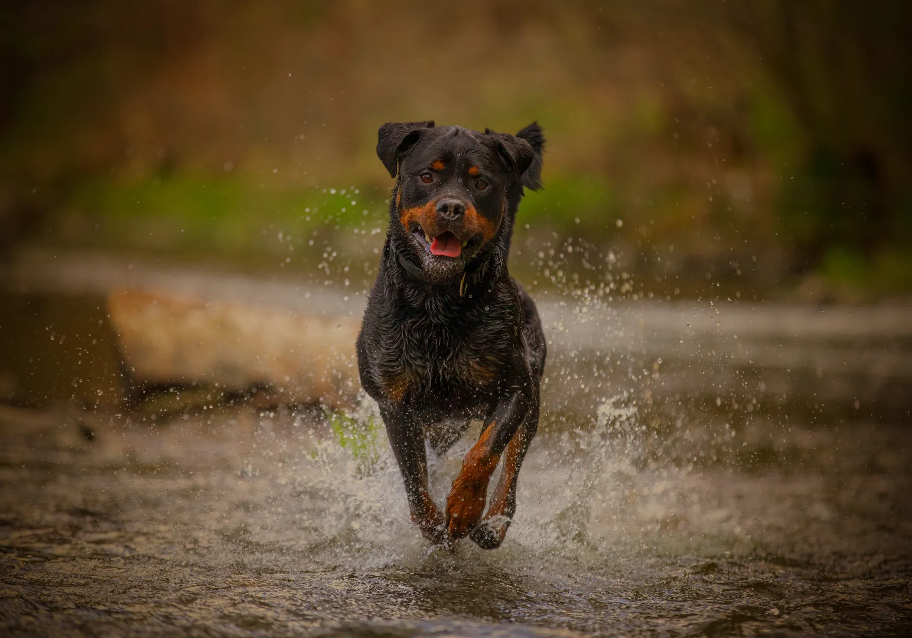Ein Rottweiler rennt in einem Fluß durch seichtes Wasser welches zu den Seiten spritzt. Der Hintergrund ist unscharf mit Grünzeug und Wasser.