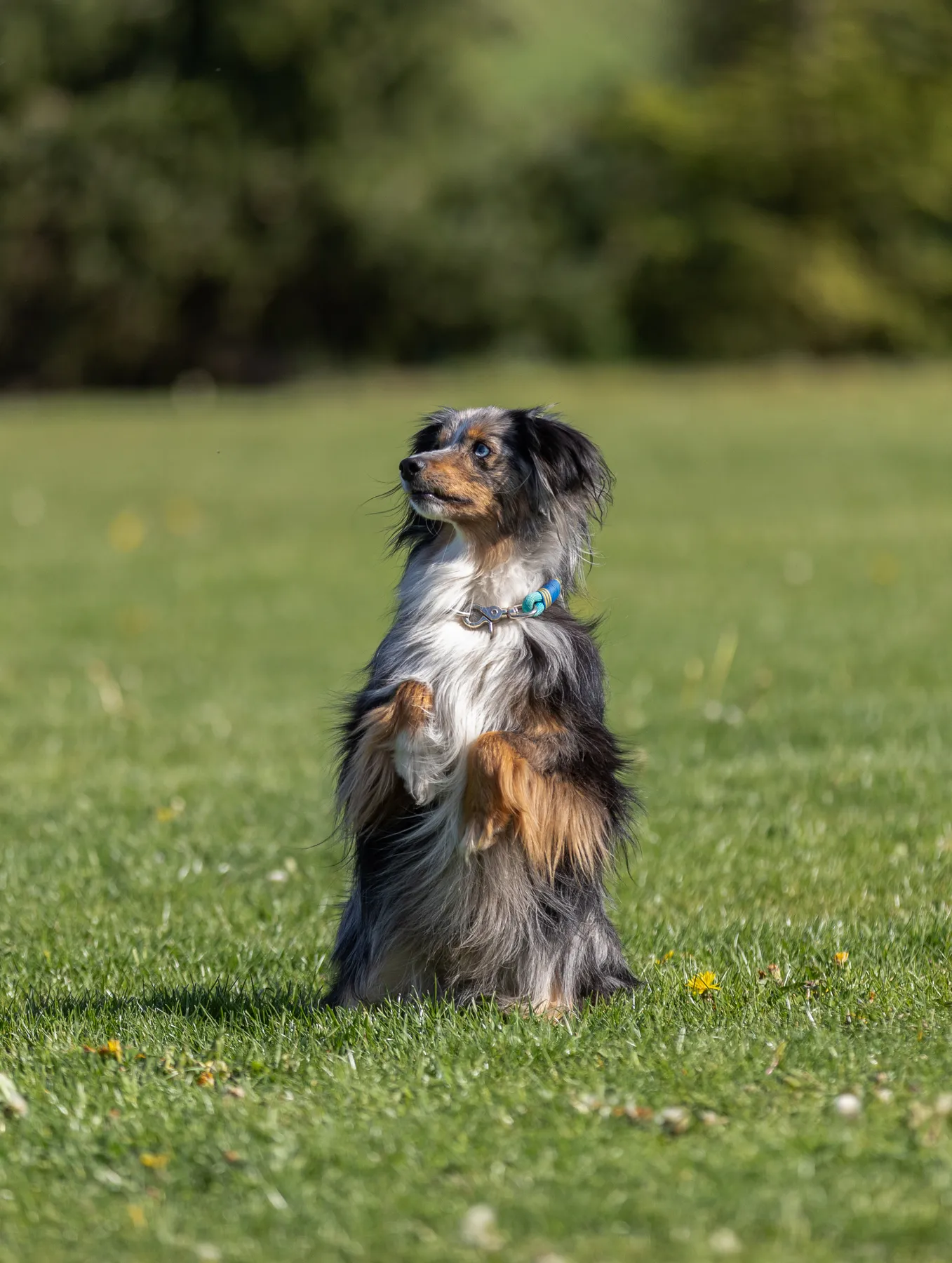 Ein kleiner Hund sitzt auf seinen Hinterpfoten auf einer grünen Wiese