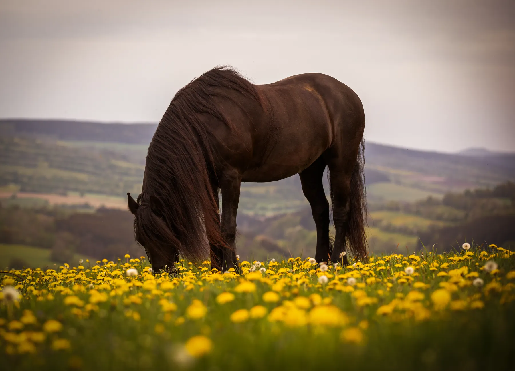 Ein dunkelbraunes Pferd grast auf einem Feld mit gelben und weißen Wildblumen, mit sanften Hügeln und bewölktem Himmel im Hintergrund.