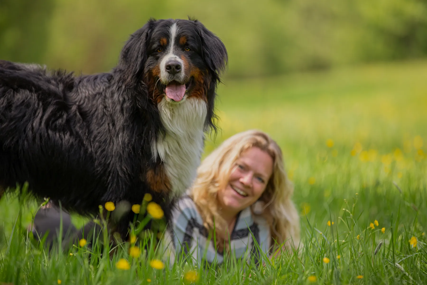 Ein großer Berner Sennenhund steht in einem grasbewachsenen Feld mit gelben Blumen, während eine lächelnde Frau mit blondem Haar hinter dem Hund liegt, beide genießen die freie Natur.