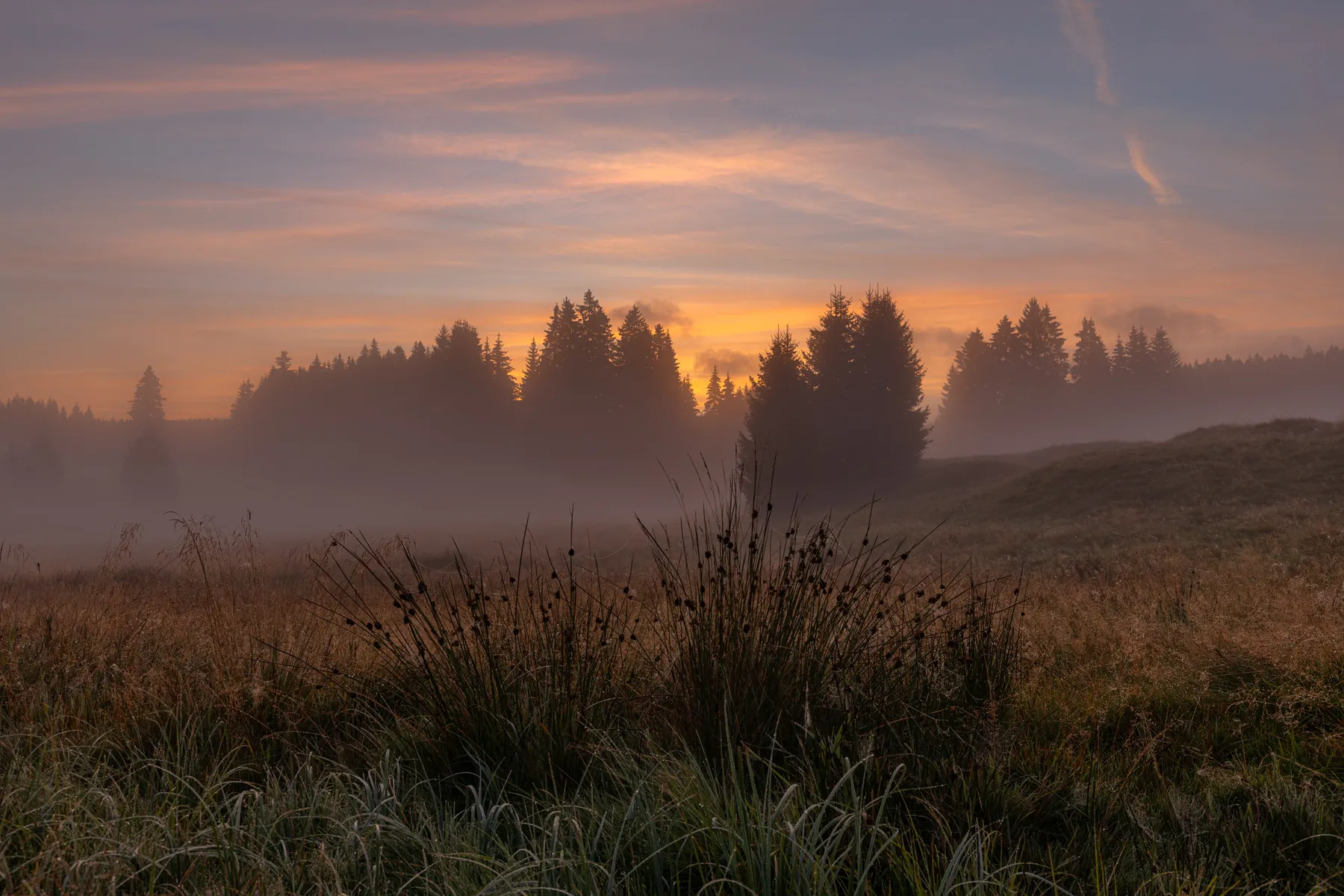 Neblige Wiese mit Gräsern und warmem Sonnenaufgang im Hintergrund