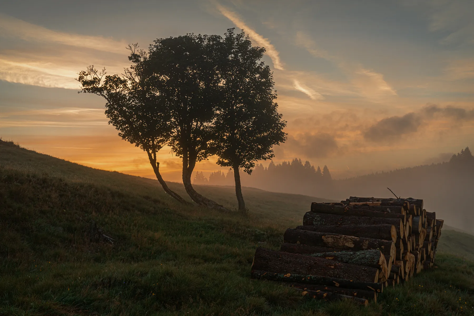 Bäume auf einer Anhöhe neben gestapeltem Holz im weichen Morgenlicht