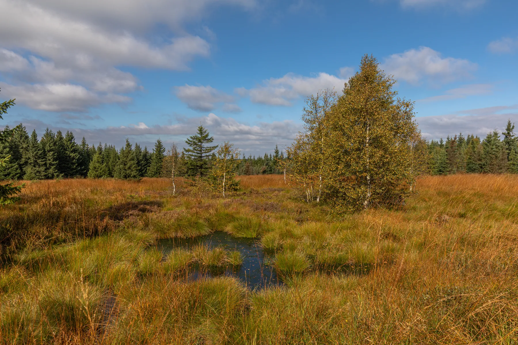 Moorlandschaft im Georgenfelder Hochmoor im Erzgebirge mit Birken, Gräsern und kleinen Wasserflächen unter blauem Himmel