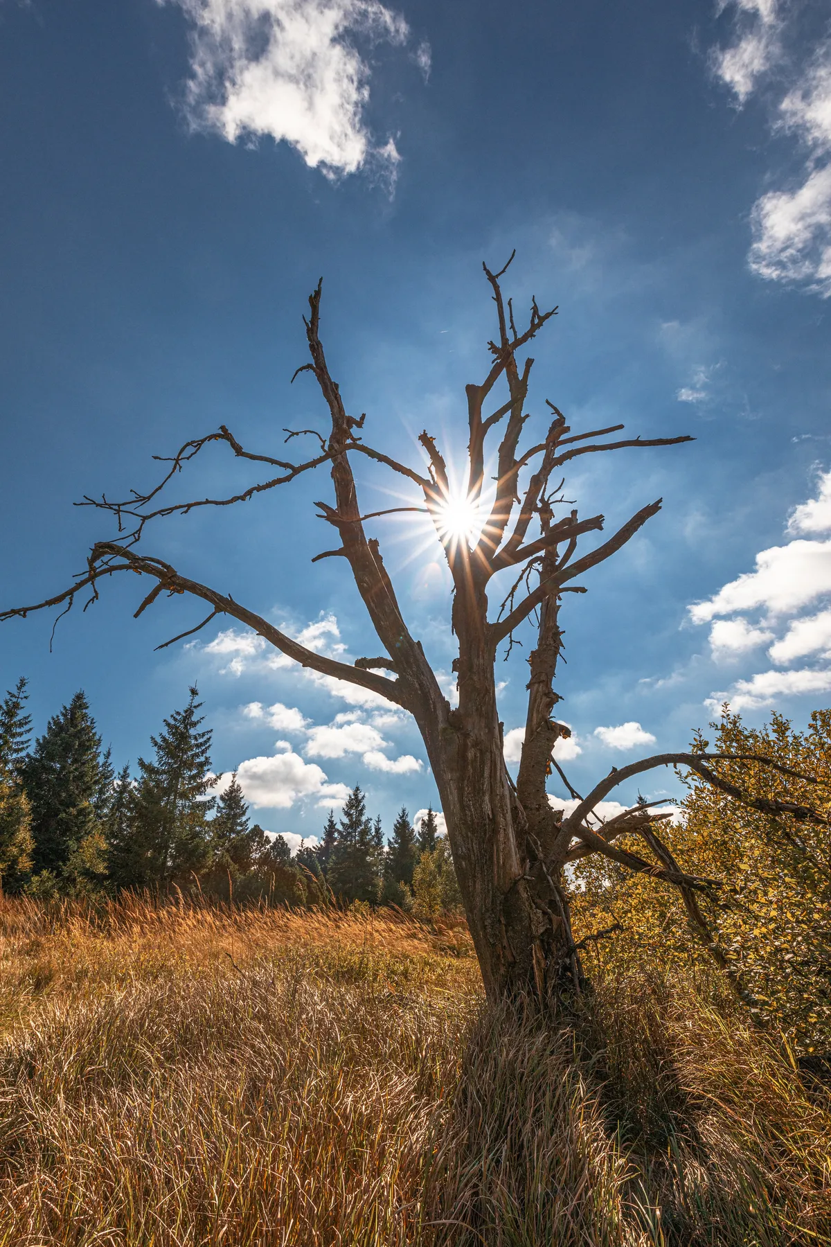 Abgestorbener Baum mit Sonnenstern vor blauem Himmel und lockeren Wolken