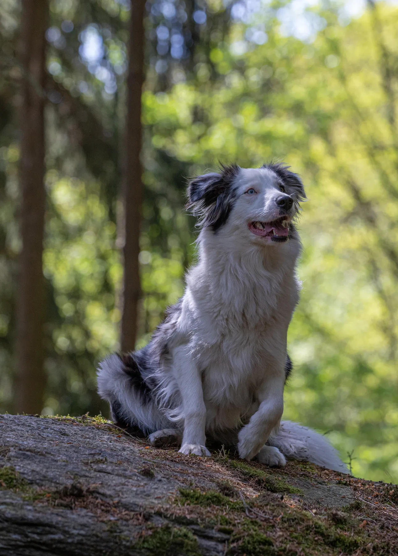 Ein schwarz-weißer Hund mit langem Fell sitzt auf einem moosbewachsenen Felsen in einem Wald und schaut mit leicht geöffnetem Maul nach rechts. Das Sonnenlicht fällt durch die Bäume im Hintergrund.