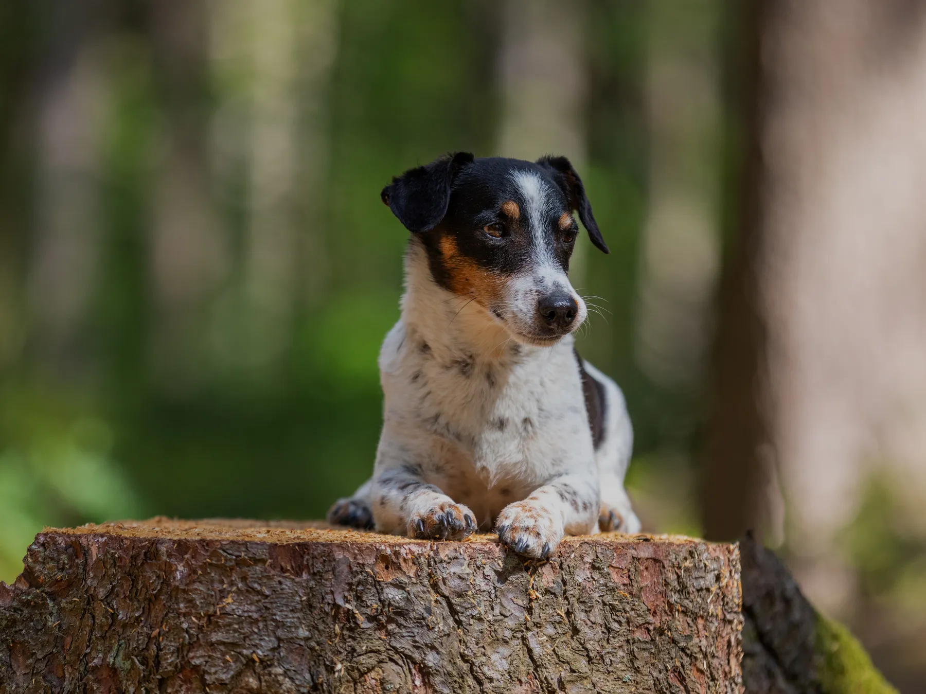 Ein kleiner Jack Russel mit kurzem Fell liegt auf einem Baumstumpf in einem Wald. Der Hund blickt zur Seite. Der Hintergrund ist mit grünem Laub und Baumstämmen unscharf.