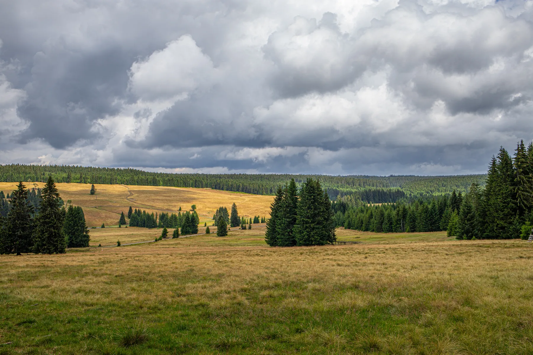Weite Wiesenlandschaft mit einzelnen Bäumen unter dramatischem Wolkenhimmel