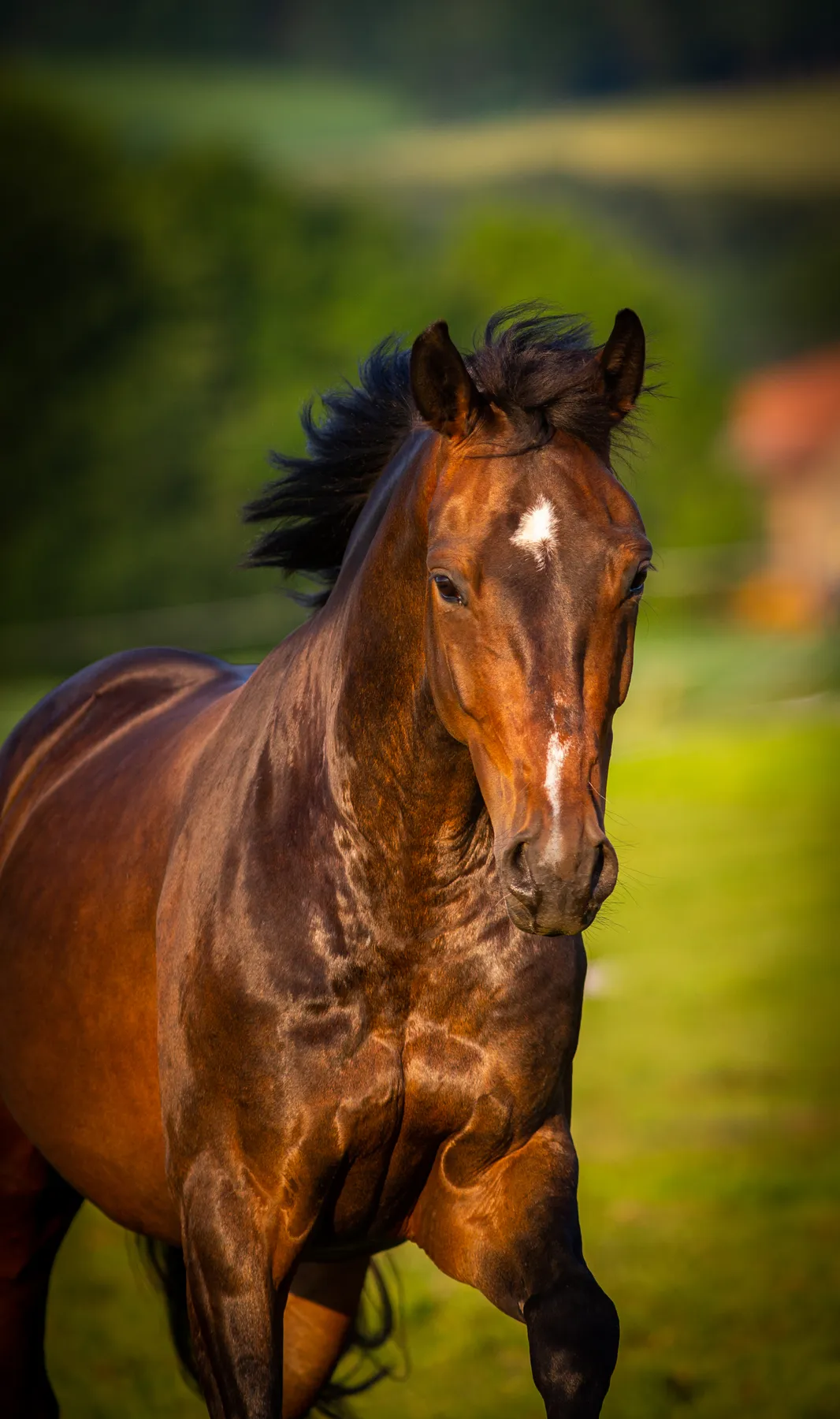 Ein braunes Pferd mit einem weißen Fleck auf der Stirn läuft im Freien auf grünem Gras frontal auf die Kamera zu, vor einem unscharfen Hintergrund aus Bäumen und einem Gebäude.