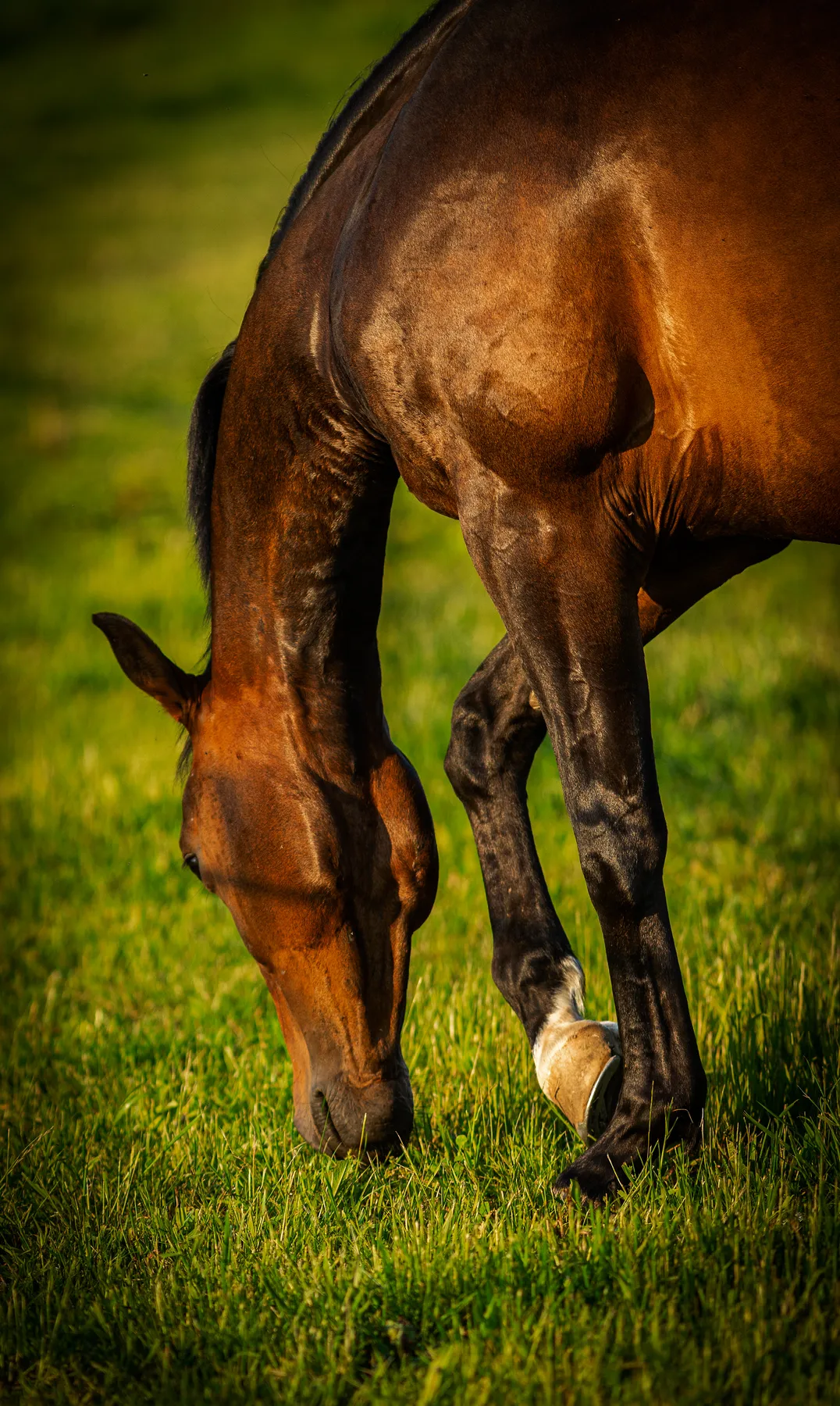 Ein braunes Pferd grast mit gesenktem Kopf und einem angewinkelten Vorderbein auf grünem Gras. Das Sonnenlicht hebt das Fell des Pferdes und die Wiese hervor.