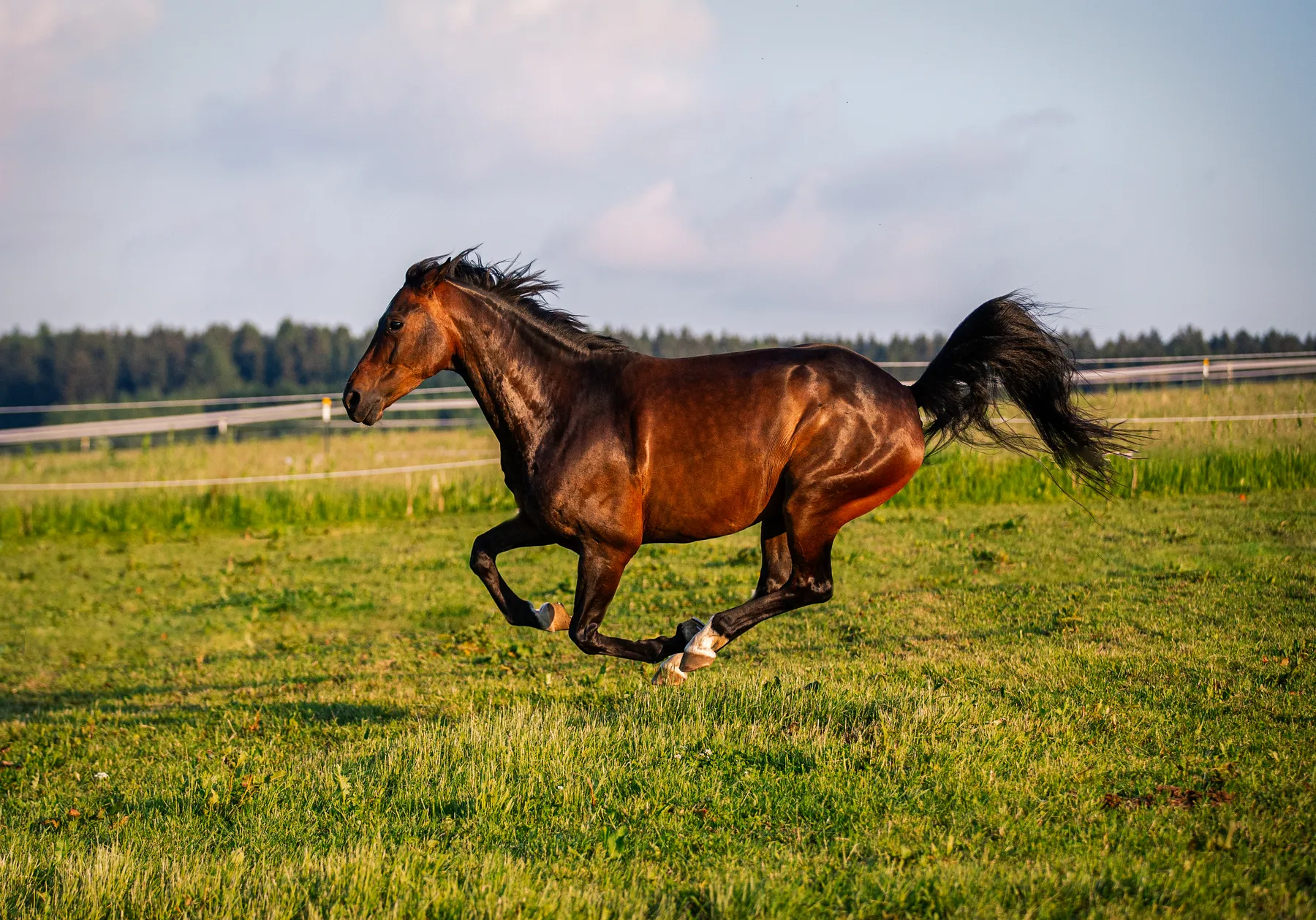 Pferdefotografie eines braunen Pferdes im Galopp auf einer grünen Wiese, seitliche Ansicht mit wehender Mähne und erhobenem Schweif, im Hintergrund ein Zaun, Wald und blauer Himmel mit leichten Wolken.