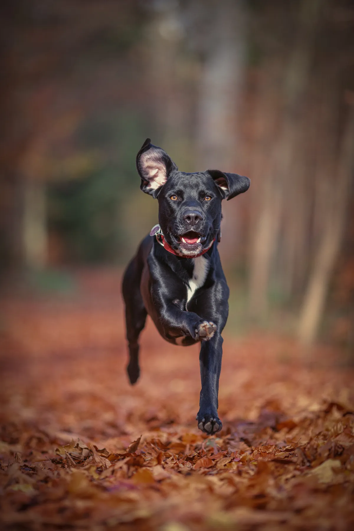 Diese Hundefotografie zeigt einen schwarzen Hund in dynamischem Lauf auf einem herbstlichen Waldweg. Der scharfe Fokus, das natürliche Licht und das weiche Bokeh betonen Bewegung, Ausdruck und Lebensfreude.