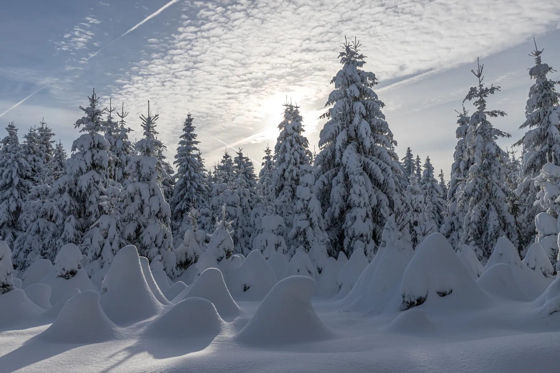 Tief verschneiter Fichtenwald mit markanten Schneekuppen im Gegenlicht der Wintersonne