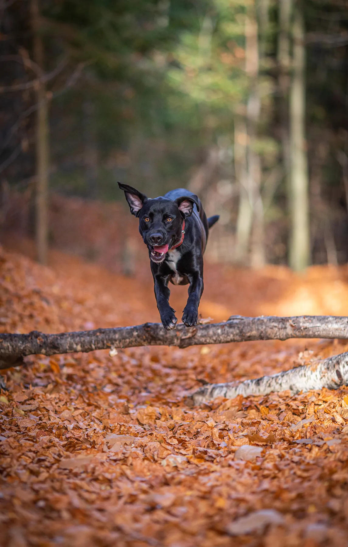 Ein schwarzer Hund läuft und springt über einen heruntergefallenen Ast auf einem Waldweg, der mit orangefarbenem und braunem Herbstlaub bedeckt ist. Im Hintergrund sind Bäume mit grünem und braunem Laub zu sehen.