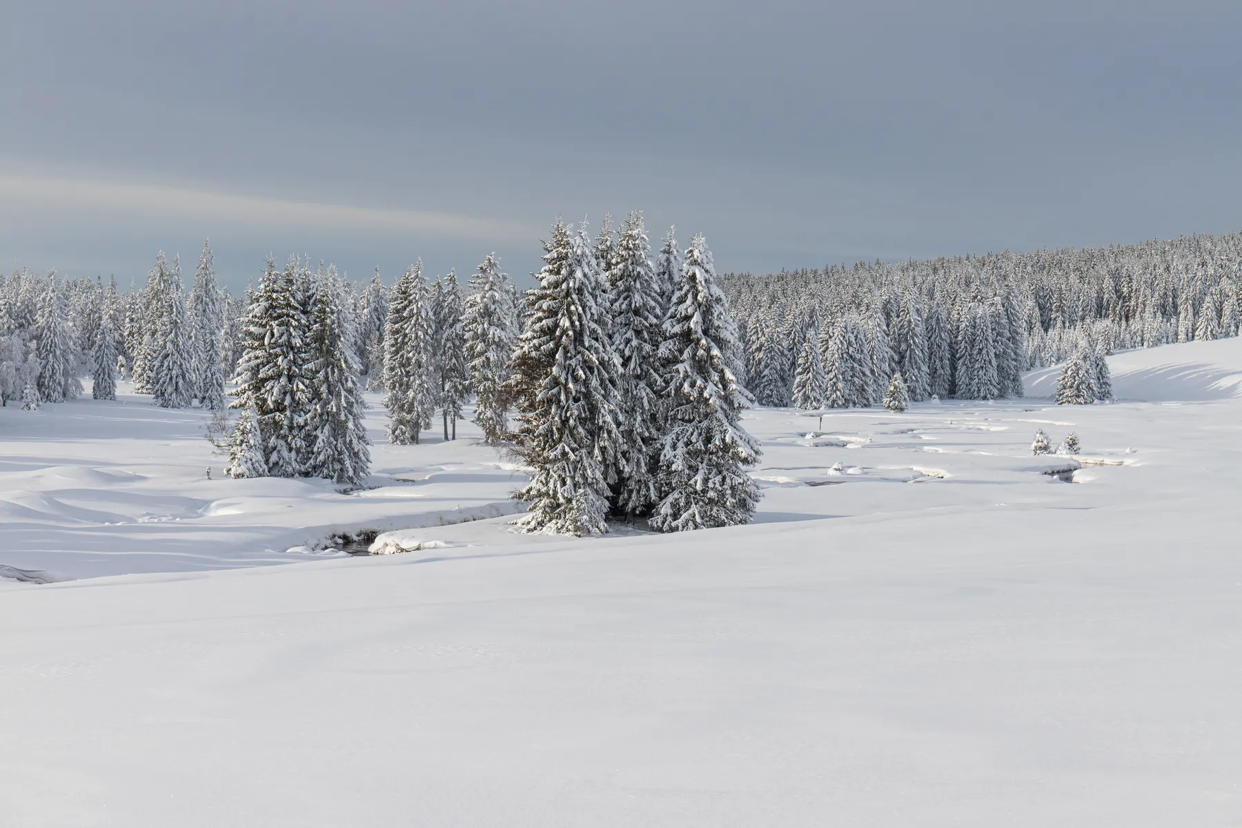 Gleichmäßig verschneiter Nadelwald bei Boží Dar in ruhiger Winterlandschaft
