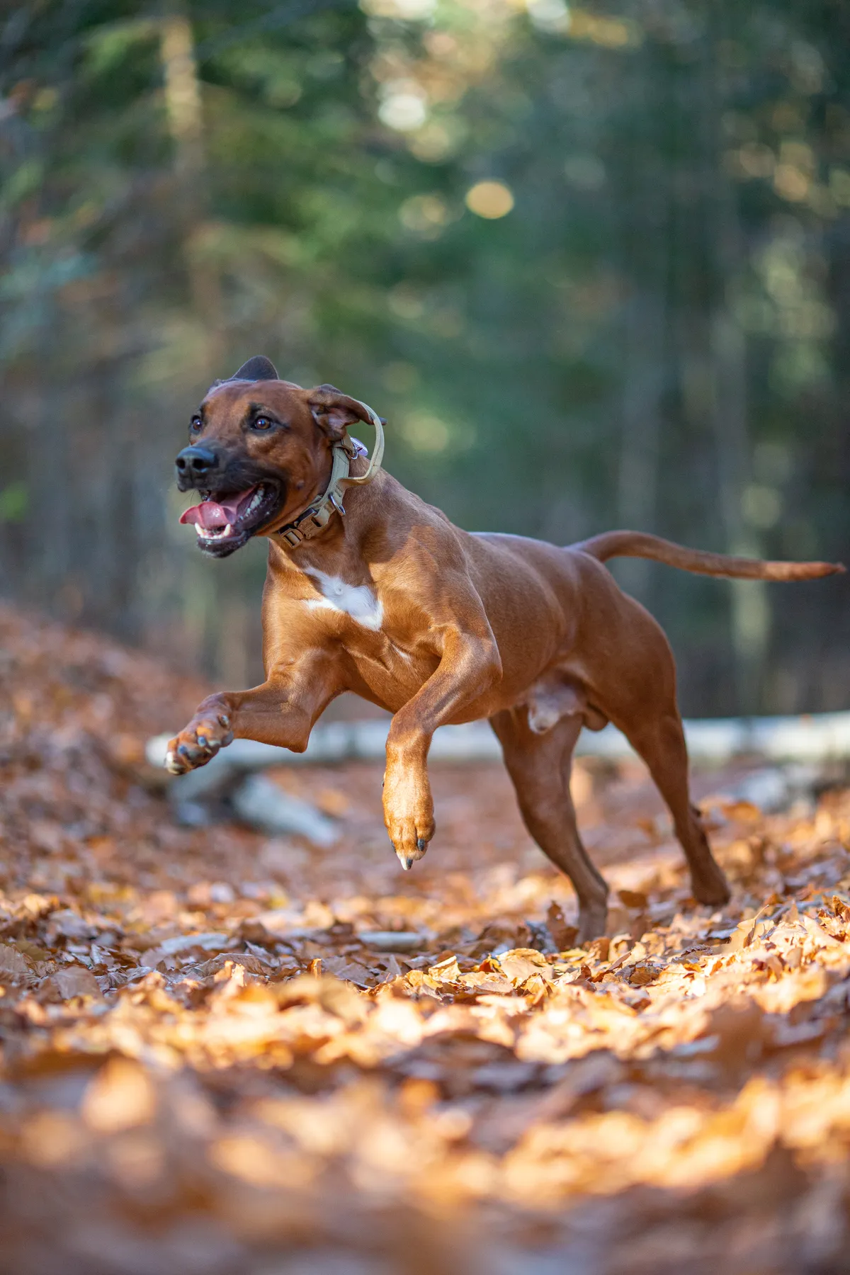 Rhodesian Ridgeback rennt auf einem Waldweg der mit braunen herbstbittern übersät ist. Der Hintergrund zeigt verschwommene Bäume und einen Baum der quer über den Weg liegt.