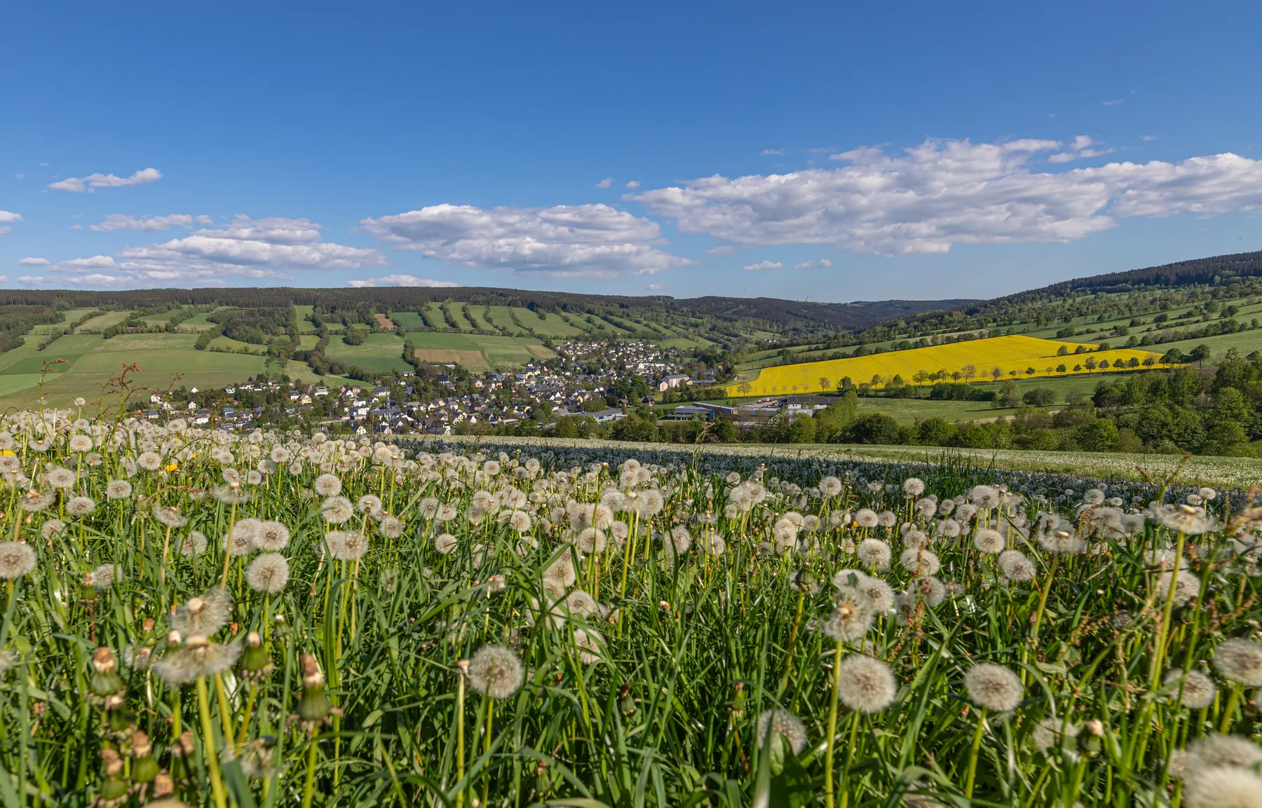 Dorf Königswalde in hügeliger Landschaft mit blühender Löwenzahnwiese im Vordergrund