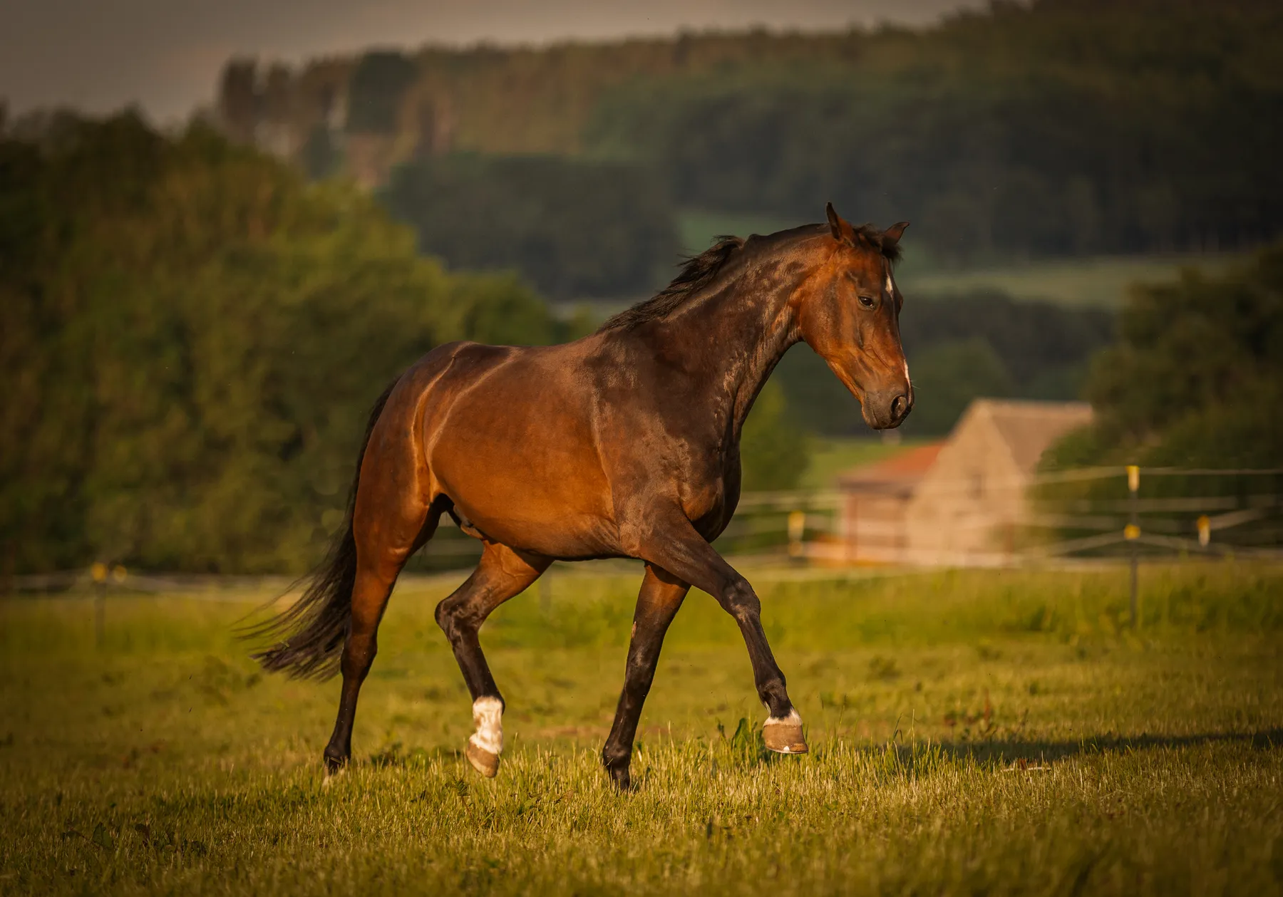Ein braunes Pferd mit dunkler Mähne trabt durch ein grasbewachsenes Feld mit Bäumen und einem unscharfen Gebäude im Hintergrund, in warmem, goldenem Licht.
