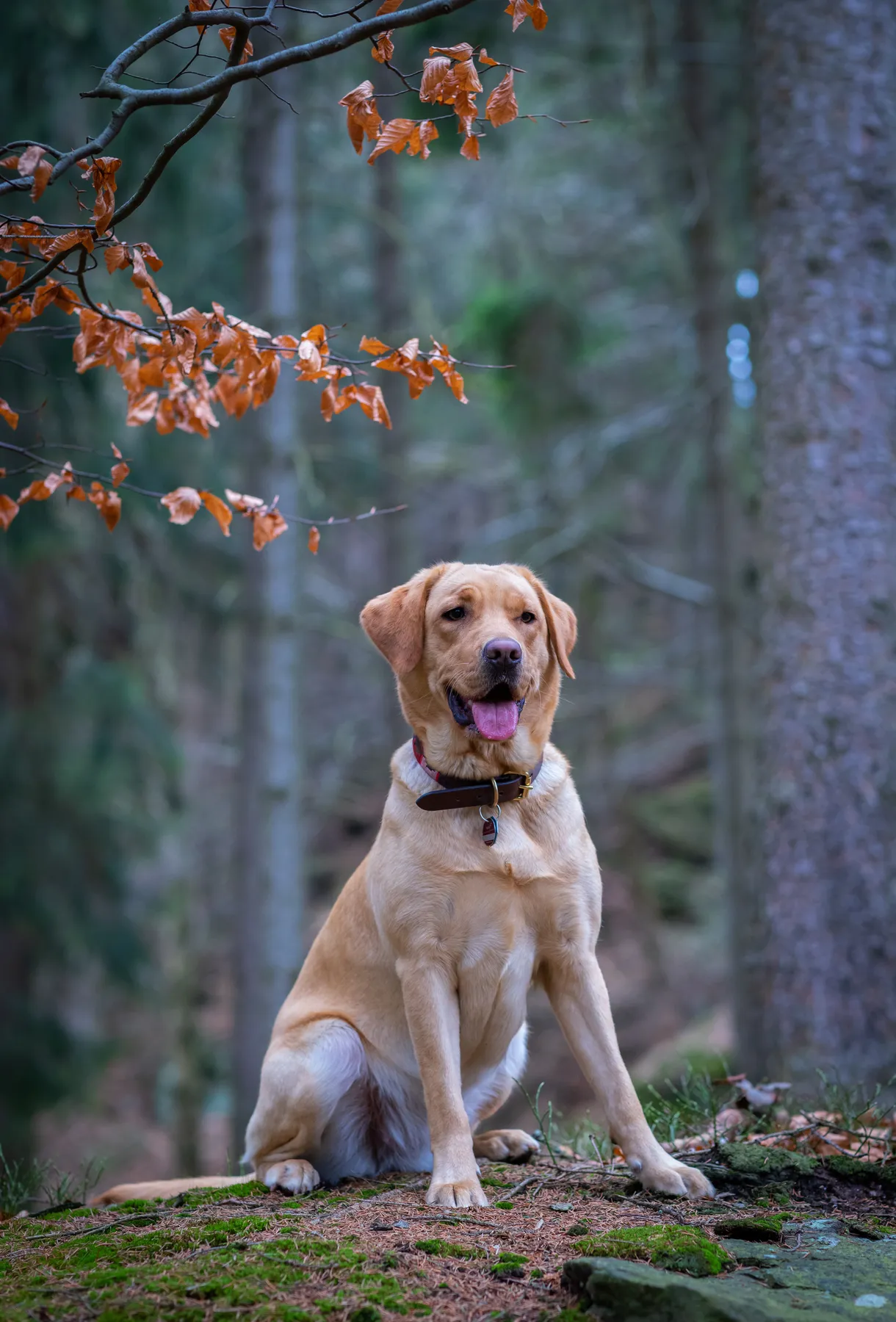 Ein gelber Labrador sitzt mit offenem Maul auf einem moosbewachsenen Waldboden und schaut in die Kamera. Von einem Ast darüber hängen braune Herbstblätter herab, und hohe Bäume füllen den Hintergrund.