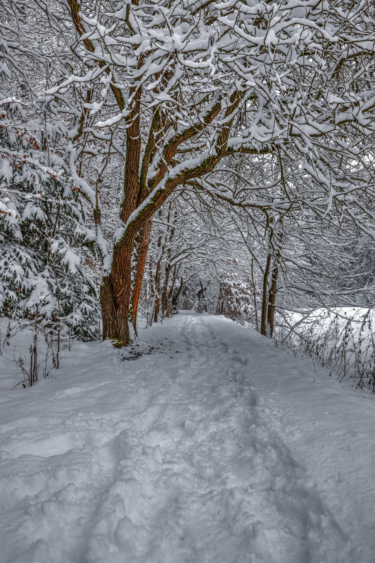 Verschneite Strobelpromenade in Thermalbad-Wiesenbad unter schneebedeckten Bäumen in ruhiger Winterstimmung
