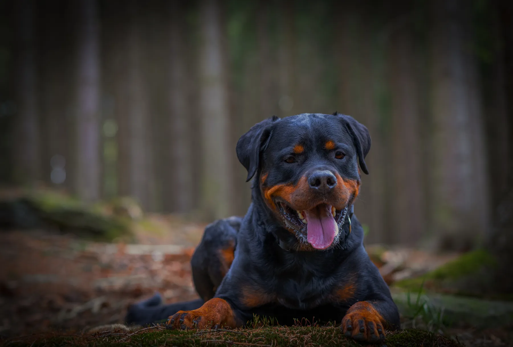 Professionelles Hundefoto eines Rottweilers im Wald im Erzgebirge – kräftiger, schwarz-lohfarbener Rassehund, natürliche Hundefotografie vom Hundefotografen im Erzgebirge