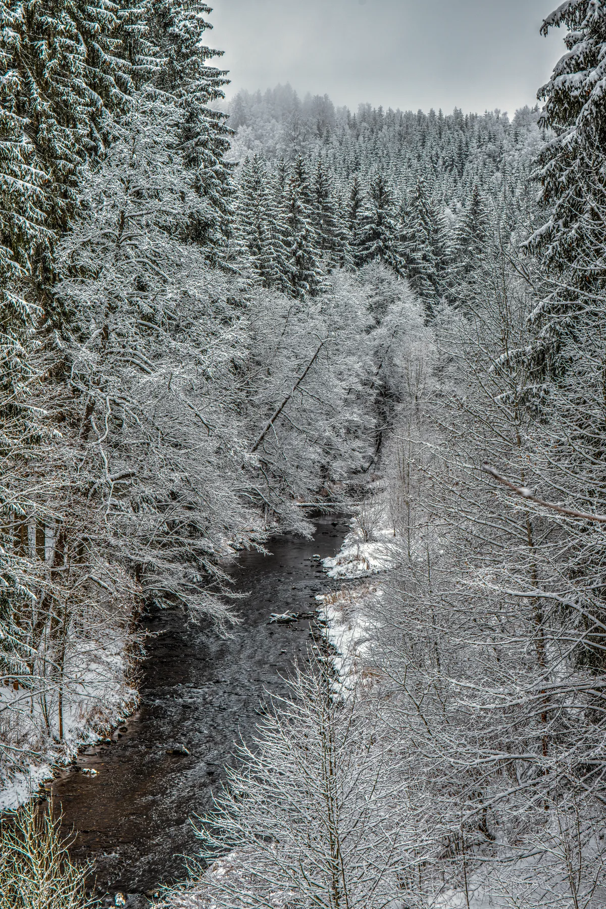 Verschneiter Bachlauf durch dichten Winterwald im Zschopautal
