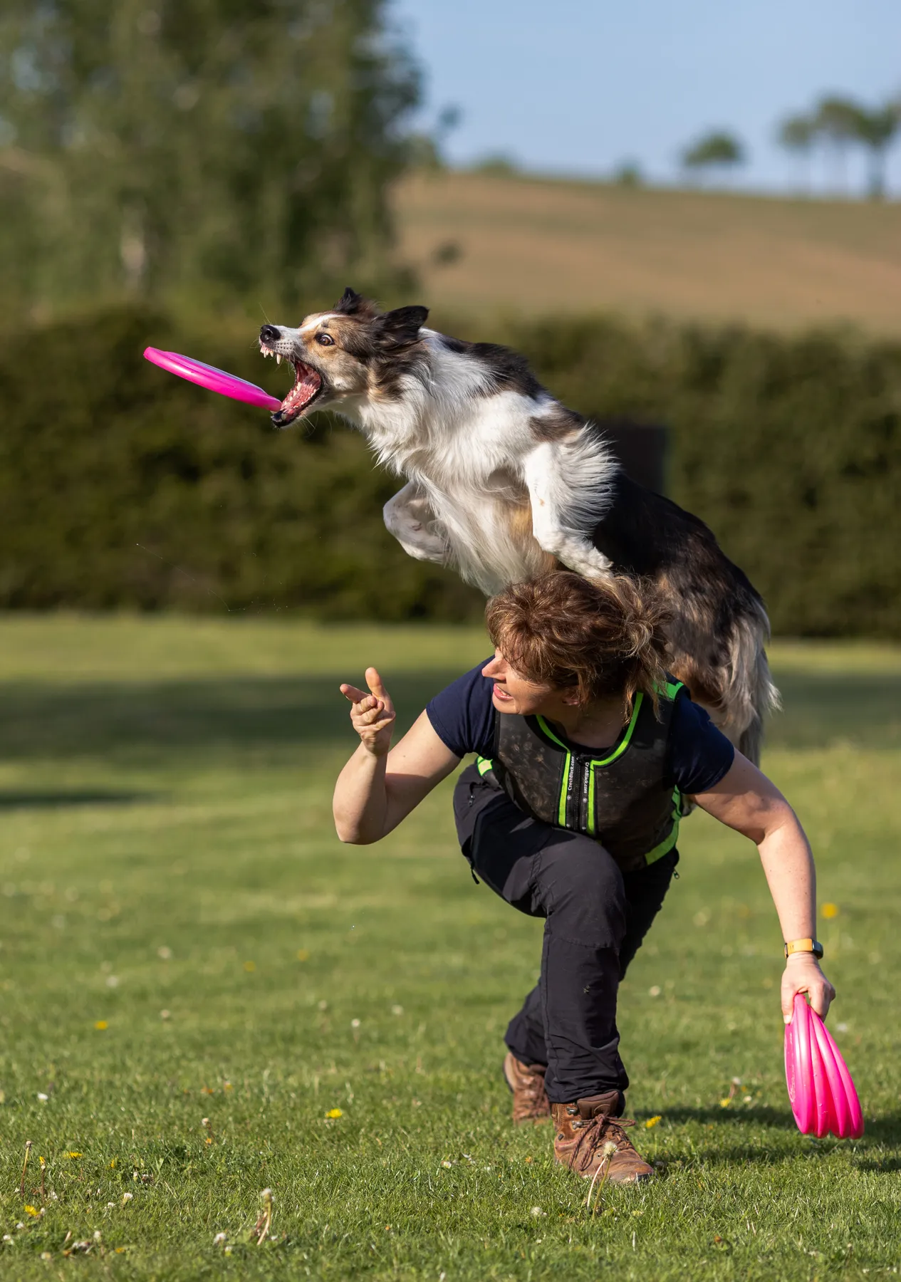 Eine Frau steht gebückt auf einer Wiese sie wirft eine Frisbeescheibe und ihr Hund steigt zum Sprung über ihren Rücken auf um die Scheibe zu packen