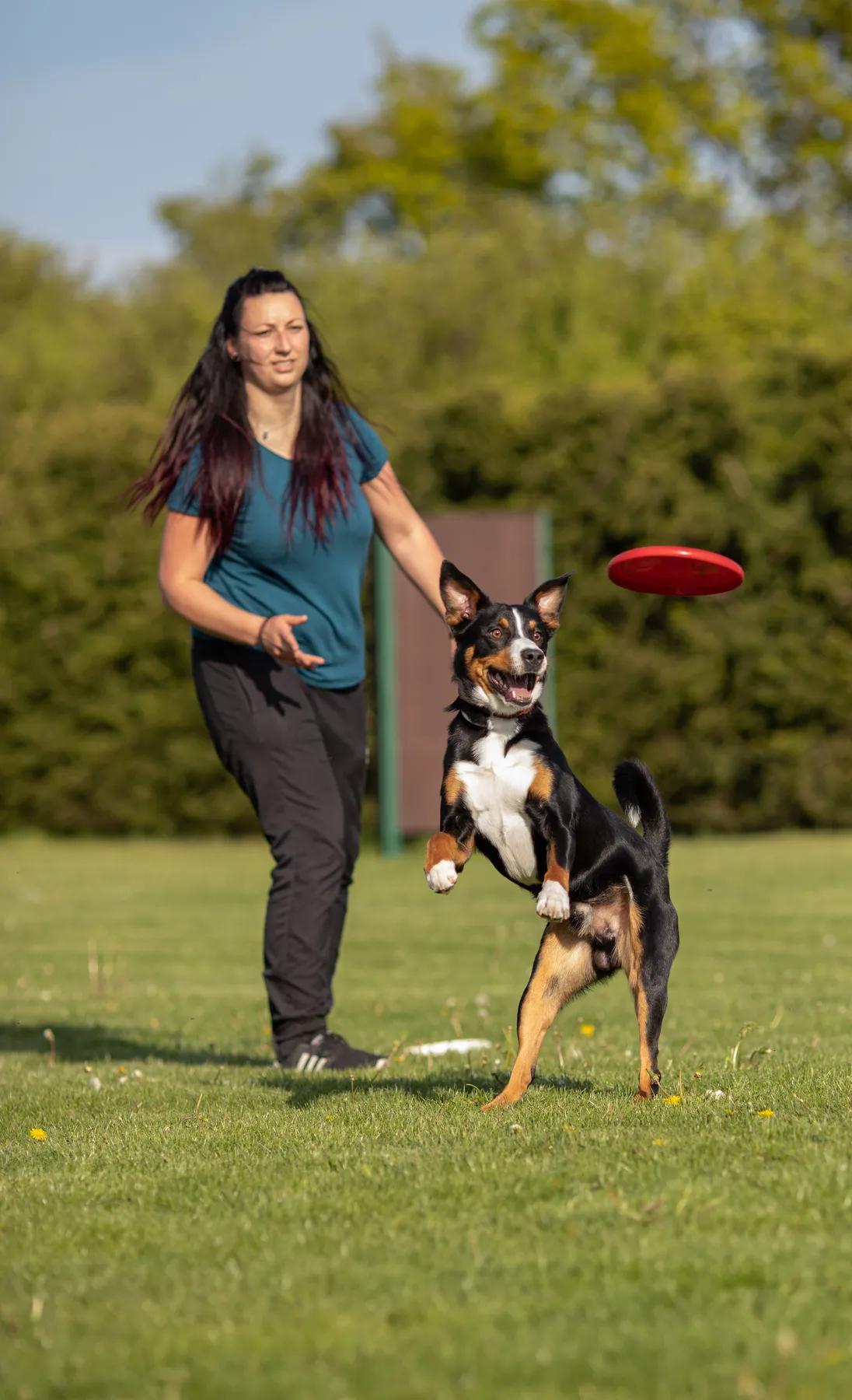 Frau wirft eine Frisbeescheibe und ihr Hund springt um sie zu fangen