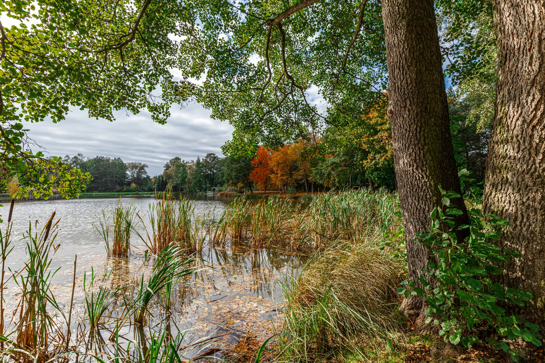 Ufer des Weberteiches in Schönfeld mit Schilf, herbstlichem Laub und ruhiger Wasseroberfläche
