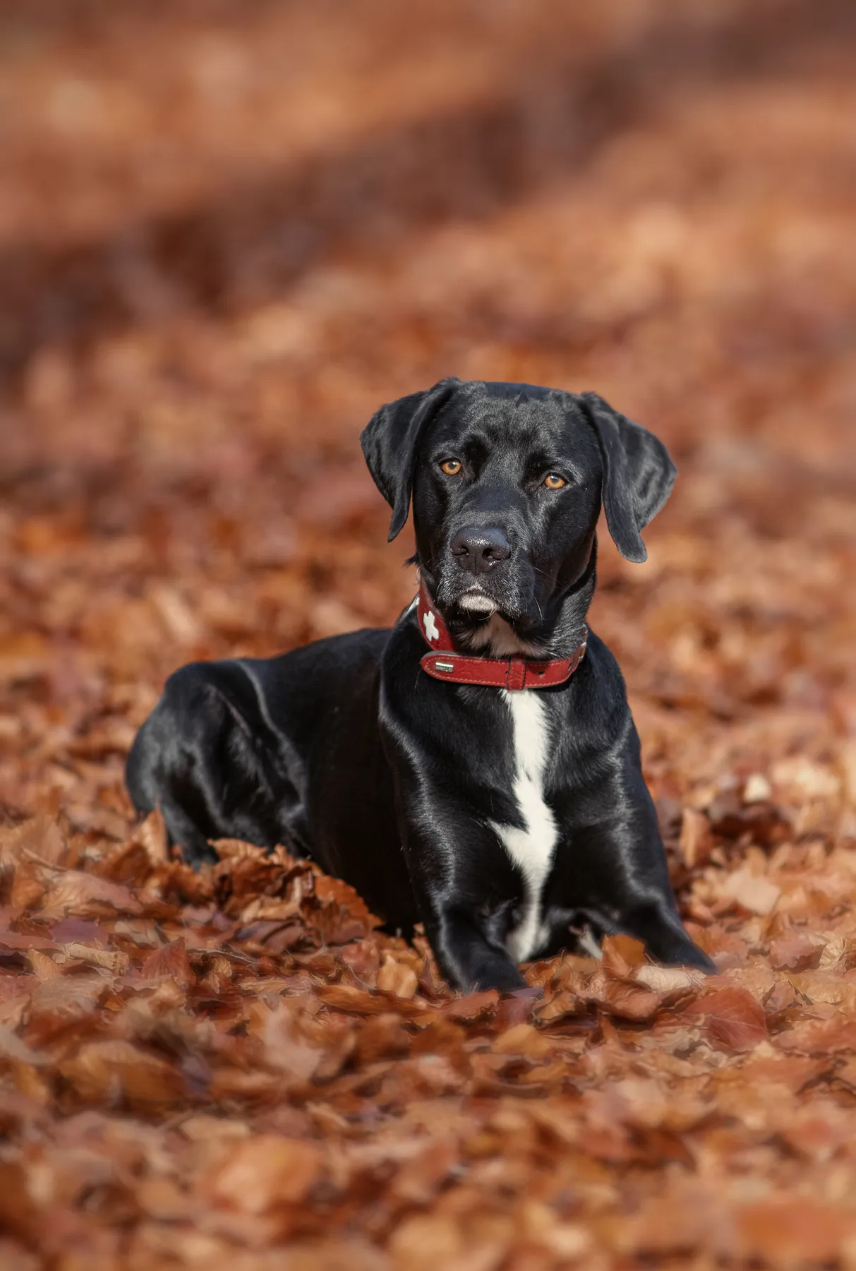 Ein schwarzer Hund mit einem weißen Fleck auf der Brust liegt auf einem Bett aus gefallenen braunen Blättern, trägt ein rotes Halsband und schaut aufmerksam in die Kamera.