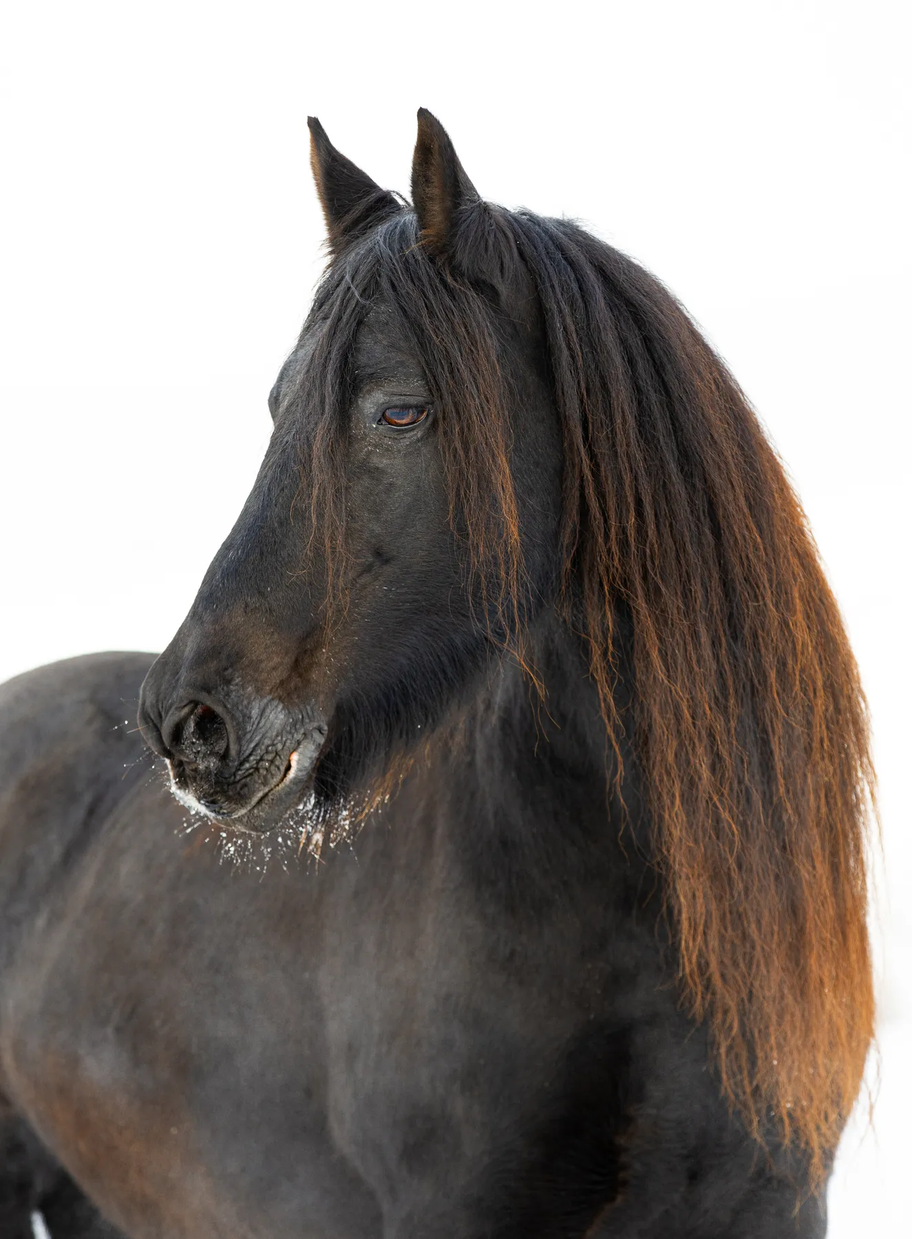 Friesenstute steht vor weißem Hintergrund, an ihrem Maul hängen Schneereste