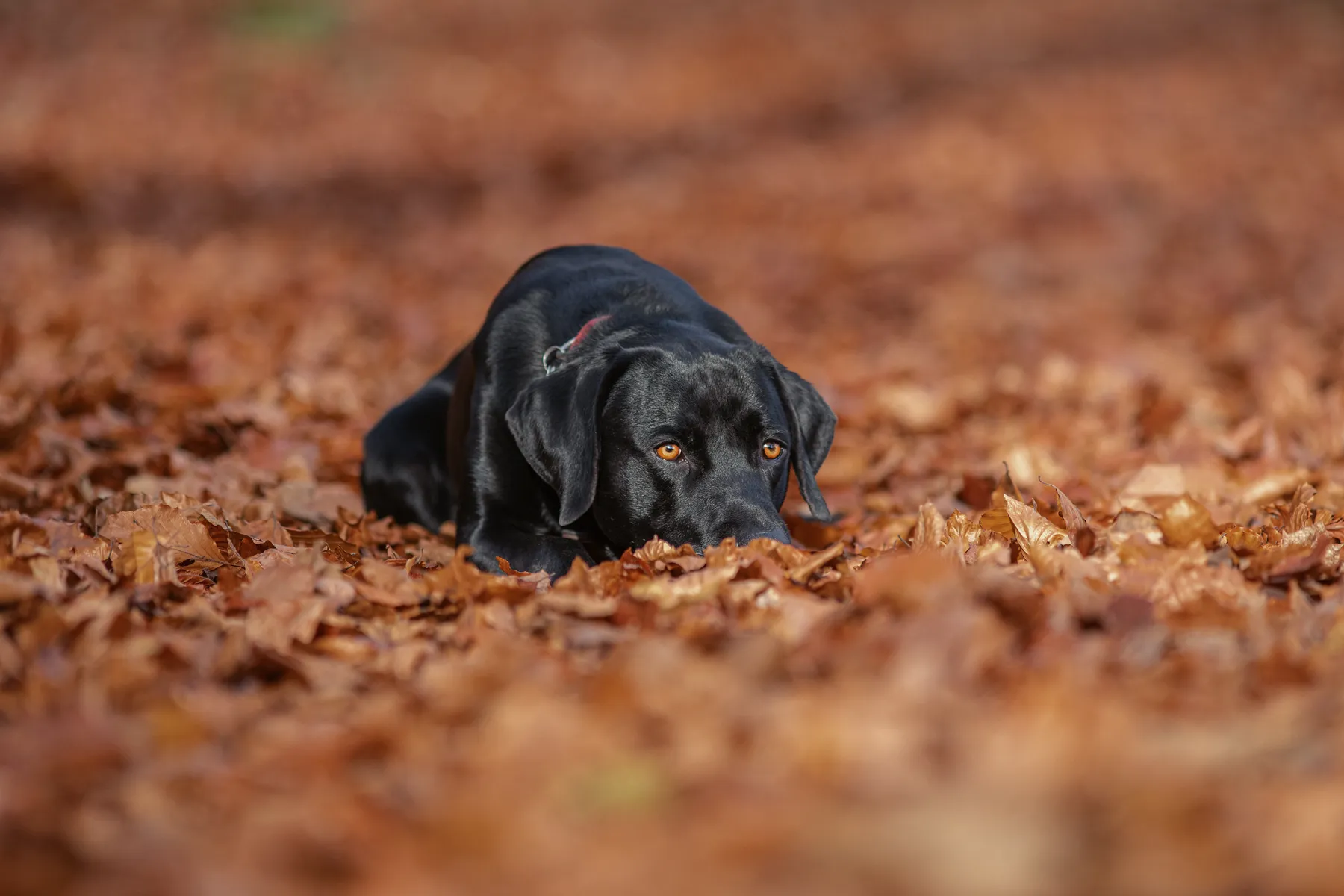 Ein schwarzer Hund mit bernsteinfarbenen Augen liegt inmitten von herabgefallenen braunen Herbstblättern, duckt sich tief in die Blätter und blickt mit wachsamer Miene nach vorn.