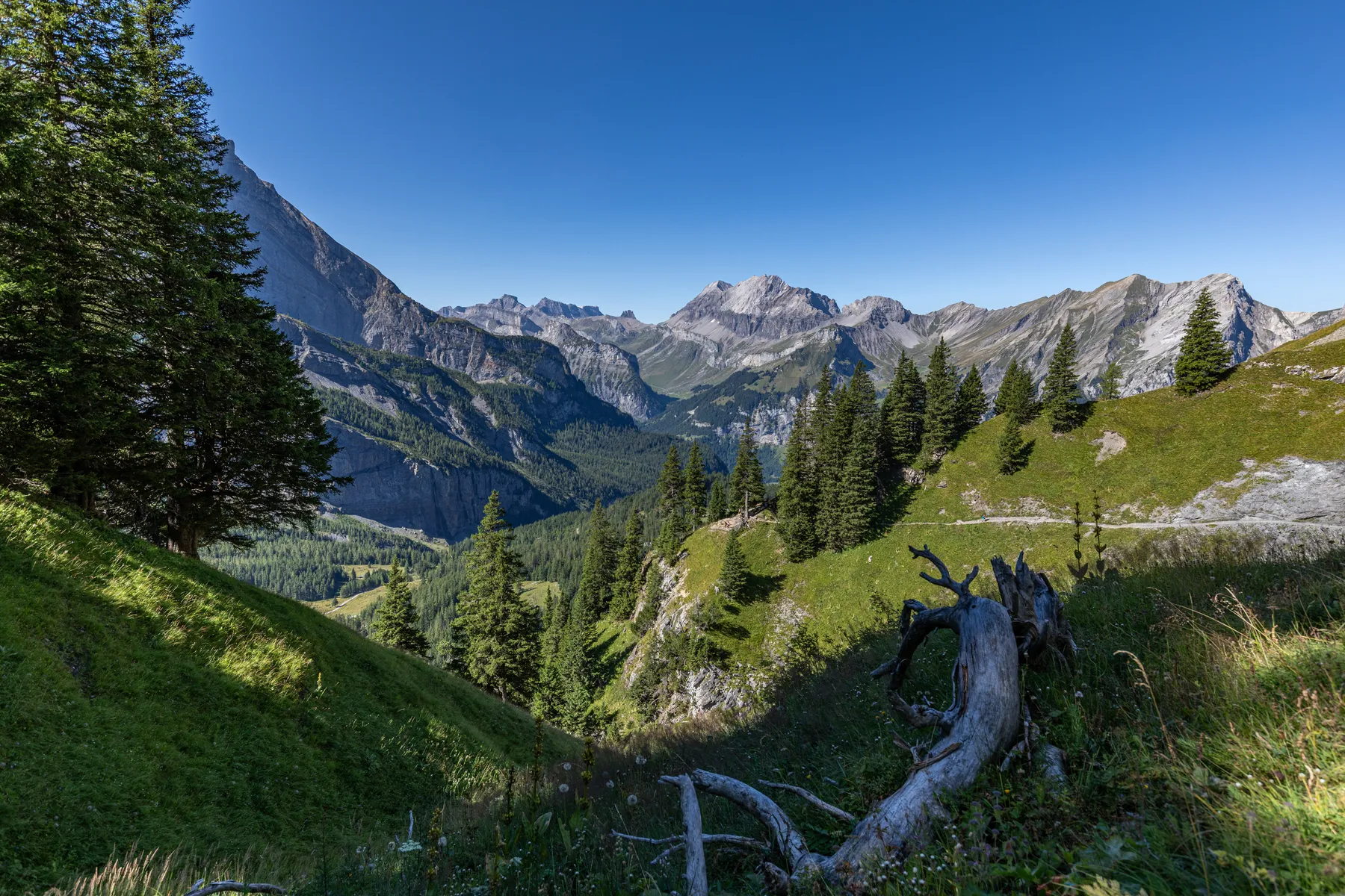Landschaftsfotografie einer Berglandschaft mit felsigen Gipfeln, grünen Hügeln und einem mit Kiefern bewachsenen Tal unter einem klaren blauen Himmel. Im Vordergrund liegt ein umgestürzter Baum inmitten von Gras und Wildblumen.