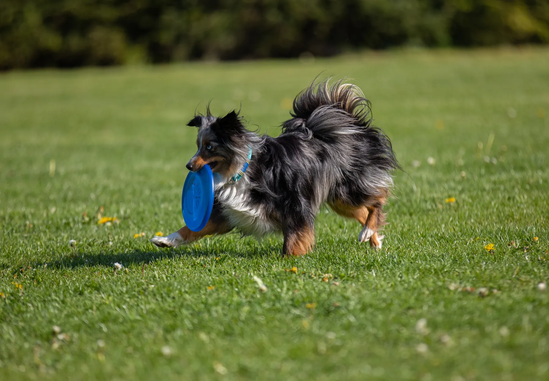 Ein kleiner Hund mit langen Haaren lügt über eine grüne Wiesa und trägt eine Frisbeescheibe im Maul