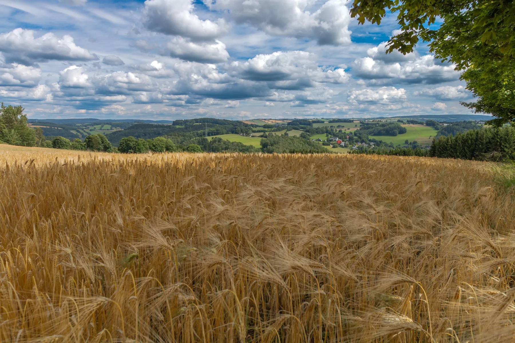 Ein reifes Getreidefeld im Erzgebirge über dem ein sommerlicher Wolkenhimmel steht